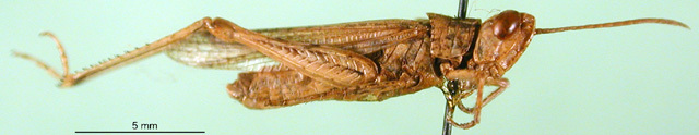 CollectionObject 1571956; 266b0a8b-91c0-4a86-836d-c48c298d65c0: female, lateral view (paratype). (CollectionObject).