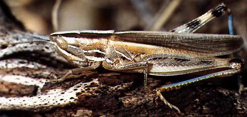 Amphitornus coloradus coloradus (Thomas, 1873): female (USA, Utah, Provo). (Otu).