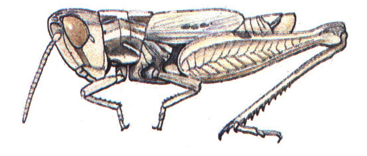 Eritettix abortivus Bruner, 1889: male habitus. (Otu).