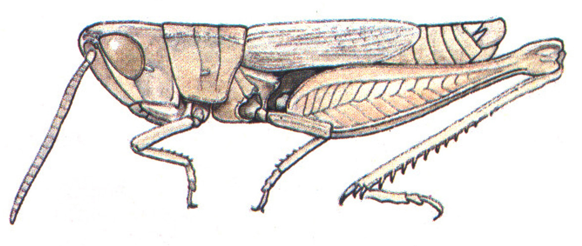 Eritettix obscurus (Scudder, 1878): male habitus. (Otu).