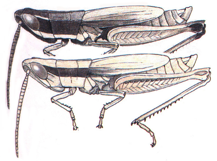 Opeia atascosa Hebard, 1937: males. (Otu).