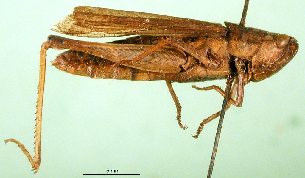 CollectionObject 1478723; 734fe149-e600-4c26-8b01-b2f2a34c8b54: female, lateral view (paratype of Chorthippus albomarginatus eucerus). (CollectionObject).