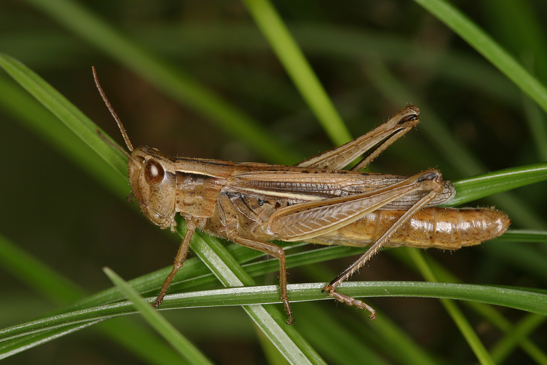 Chorthippus (Chorthippus) oschei pusztaensis Vedenina & Helversen, 2009: female (from Slovakia). (Otu).