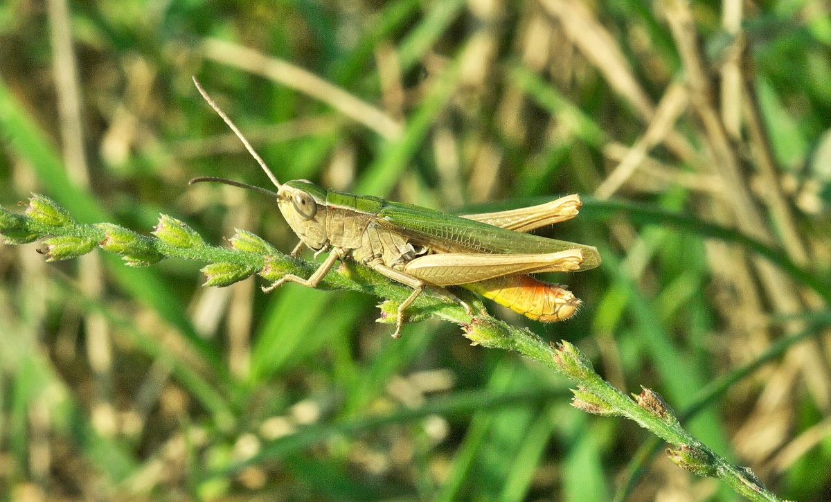 CollectionObject 1578007; f1106e67-8169-4fa5-9844-e301b745591e: 2016. male. (CollectionObject).