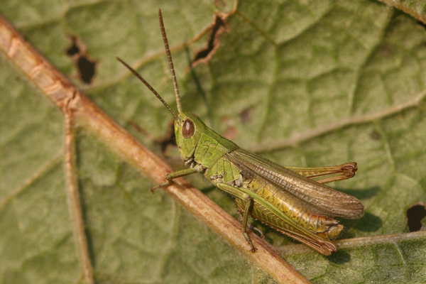 Chorthippus (Chorthippus) dorsatus dorsatus (Zetterstedt, 1821): male (Germany, Brandenburg, near Stolpe). (Otu).