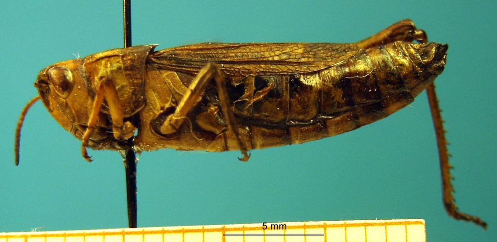 CollectionObject 1521408; f525e81a-1efe-4ec5-ae26-8cff078113a7: female, lateral view (holotype of Chorthippus xerophilus). (CollectionObject).