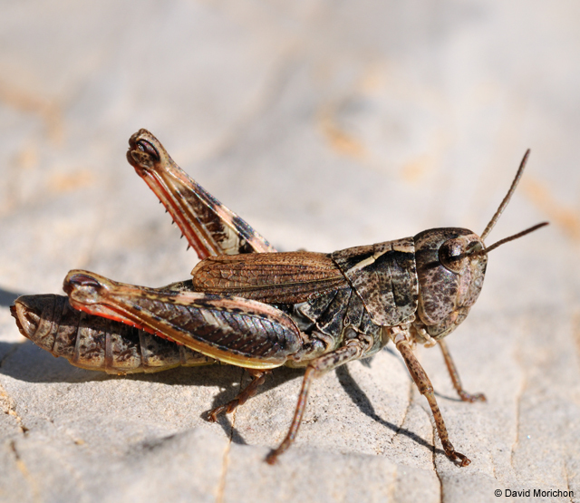 Chorthippus (Glyptobothrus) sampeyrensis Nadig, 1986: female. (Otu).