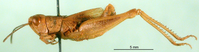 CollectionObject 1502156; e7dc4234-9d01-4024-aef4-45538fcebcd9: male, lateral view (paratype). (CollectionObject).
