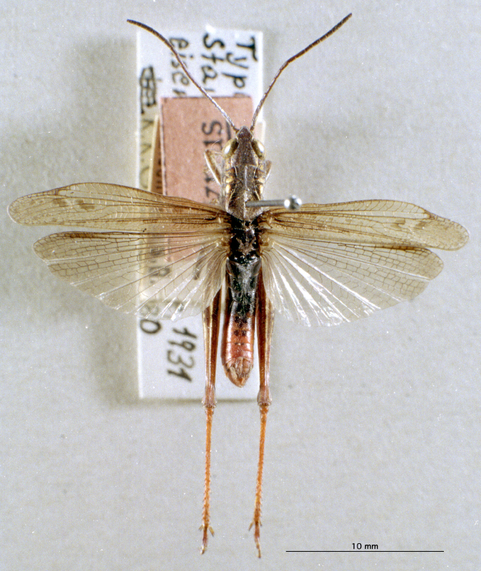 Chorthippus (Glyptobothrus) eisentrauti (Ramme, 1931): male habitus dorsal view (syntype). (Otu).
