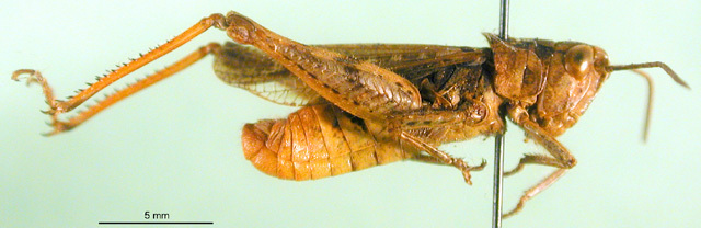 CollectionObject 1566579; dff7bad1-f8b1-4c2c-ae71-aa17b747e4ee: male, lateral view (paratype). (CollectionObject).