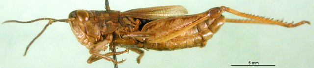 CollectionObject 1501521; 65d9aafb-f498-4f55-be77-36c2263f1758, DORSA BA000377S01: male, lateral view (holotype). (CollectionObject).
