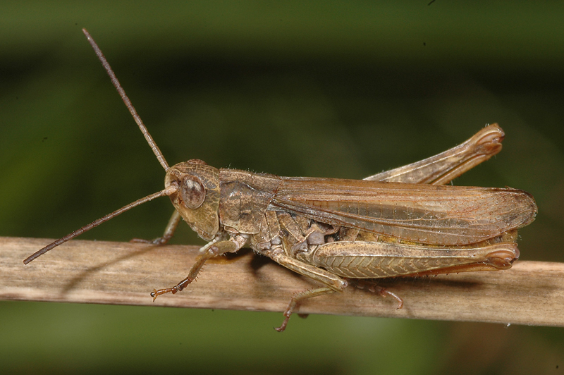 Chorthippus (Glyptobothrus) apricarius apricarius (Linnaeus, 1758): 5 September 2006. male (Netherlands, Kennemerduinen). (Otu).