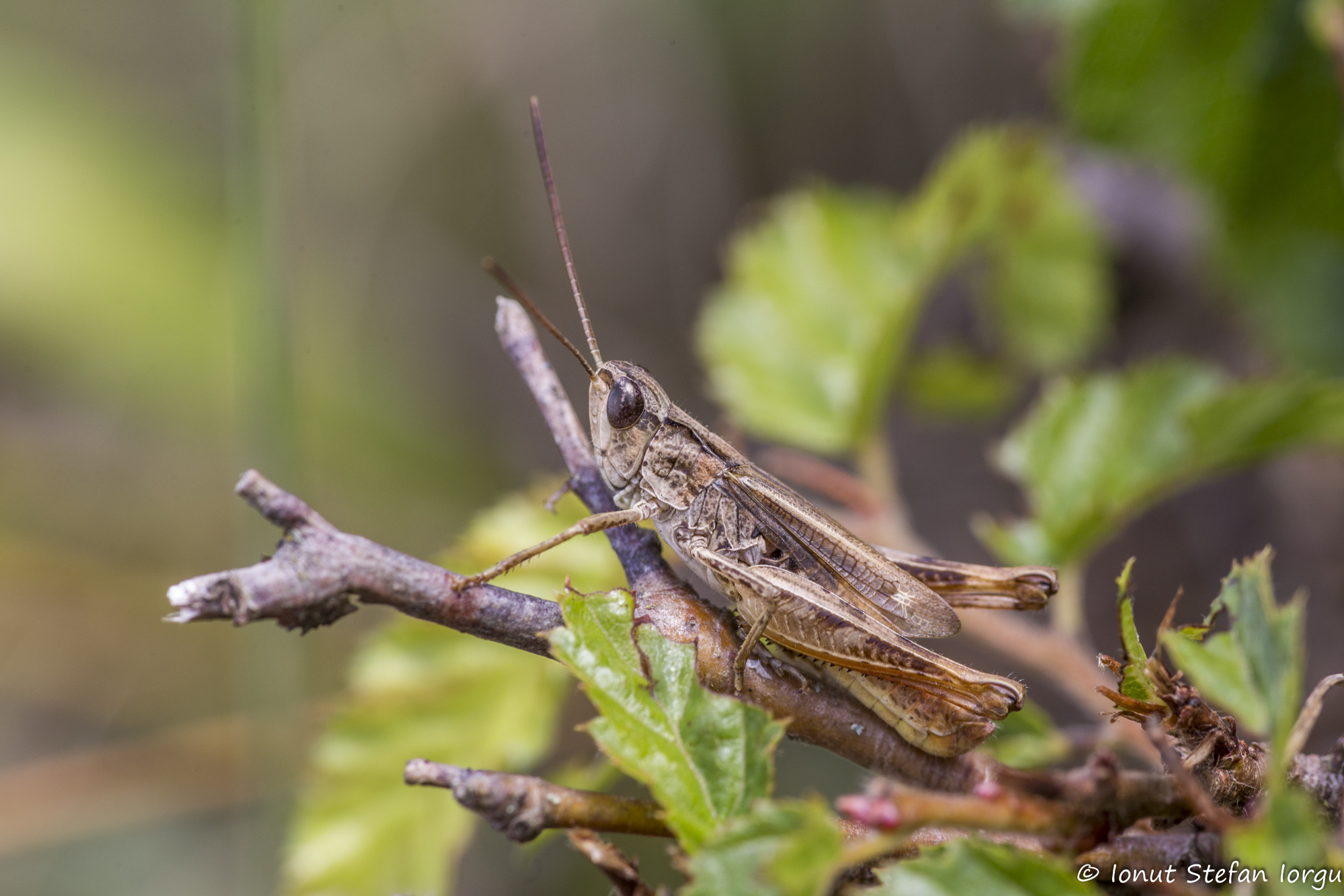 CollectionObject 1578974; 4de888a5-3396-4119-abc7-a92b328a27d6: male (RO: Horia). (CollectionObject).