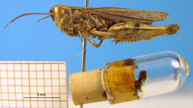 CollectionObject 1505413; 61b73897-75b9-4f87-b8f9-3c512473a5e2: male, lateral view. (CollectionObject).