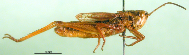 CollectionObject 1500309; 7460c5a9-7f19-4cef-9318-f5698083ca7f, DORSA BA000625S01: male, lateral view (holotype). (CollectionObject).