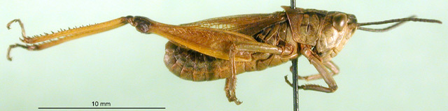 CollectionObject 1500243; 6f1108f7-e017-4820-b244-de1d57af8dac: male, lateral view (paratype). (CollectionObject).