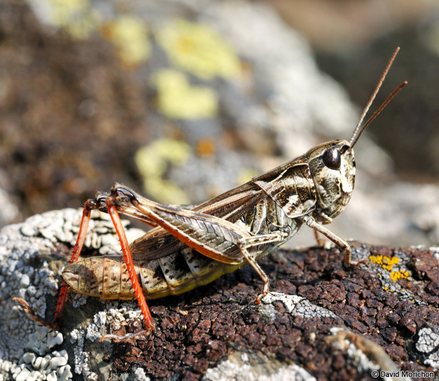 Chorthippus (Glyptobothrus) saulcyi moralesi Uvarov, 1954: female (Pyrénées-Orientales, Err, Fontanet, 20 August 2009). (Otu).