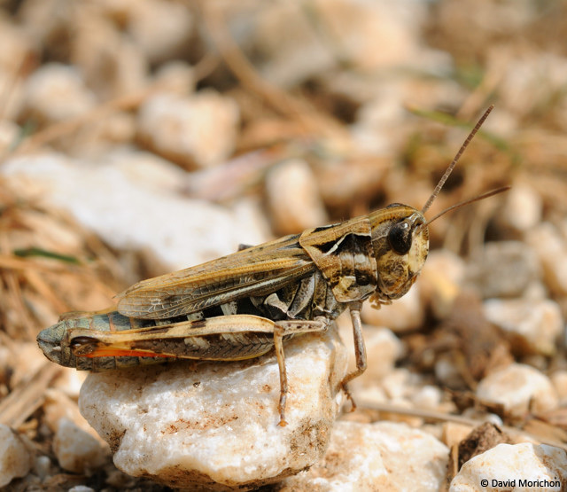 Chorthippus (Glyptobothrus) saulcyi daimei (Azam, 1893): female (Var, La Bastide, Montagne de Lachens, 29 September 2008). (Otu).