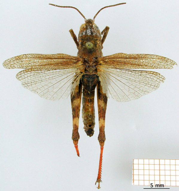 CollectionObject 1530877; 78b772f6-76bd-4a73-a4fd-162aca869283: female, dorsal view (syntype). (CollectionObject).