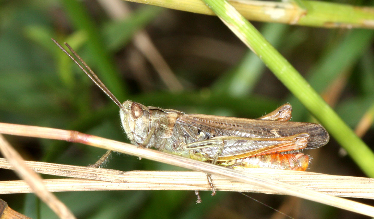 Chorthippus (Glyptobothrus) biguttulus biguttulus (Linnaeus, 1758): male (Germany, Baden-Württemberg, Eberstadt, in vineyard, 28 June 2009). (Otu).