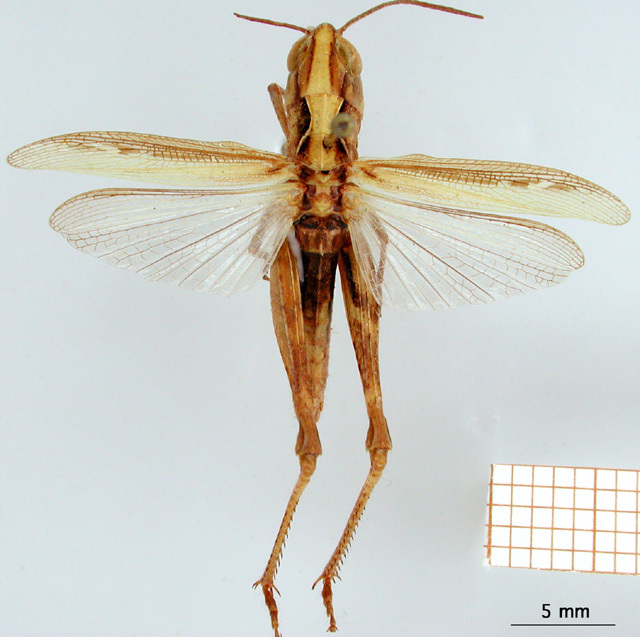 CollectionObject 1530781; 65db361c-0329-4273-a9f1-a92a55e711fb: female, dorsal view (syntype). (CollectionObject).