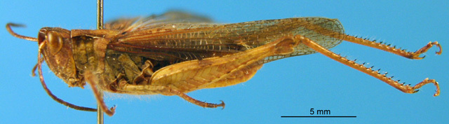 CollectionObject 1505411; d6a5e8a7-4fb9-4a2a-976c-ad8e8a78bde1: male, lateral view (paratype). (CollectionObject).