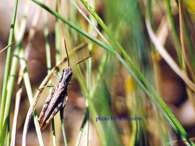 Chorthippus (Glyptobothrus) relicticus Sirin, Helversen & Çıplak, 2010: (Otu).