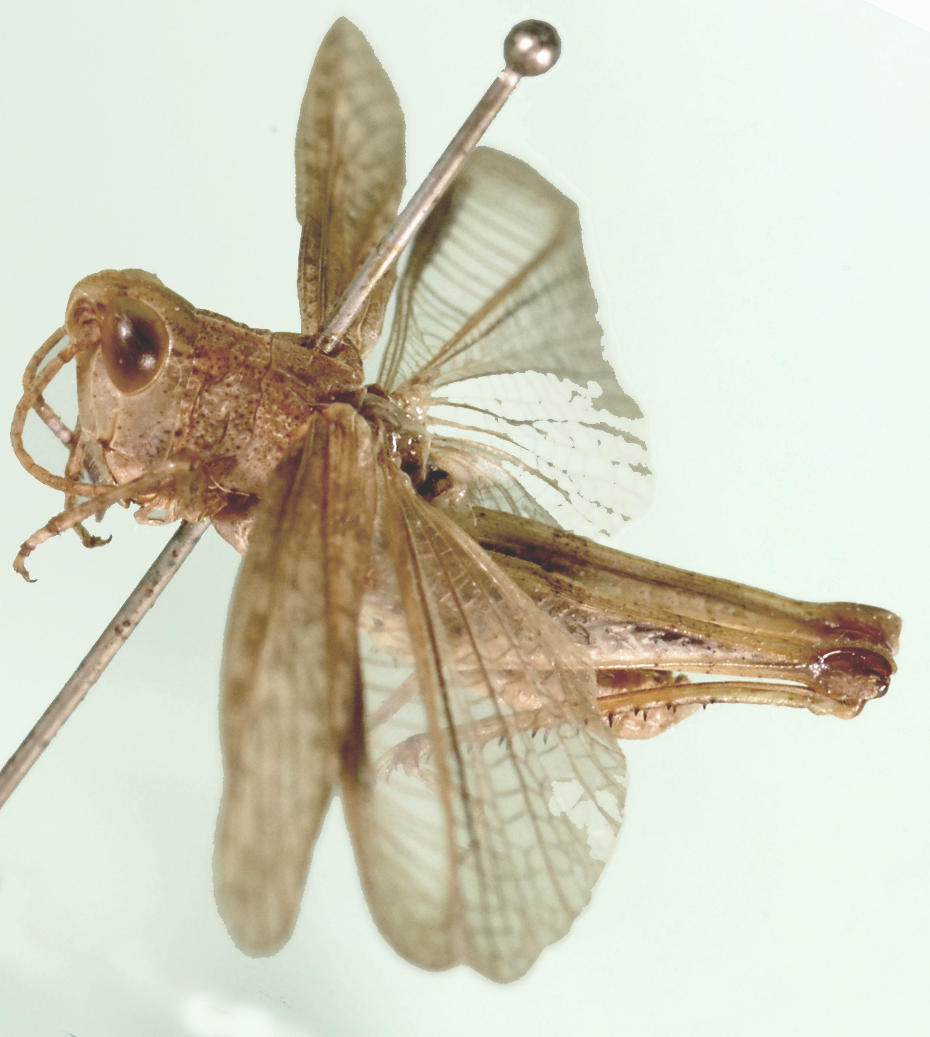 Gomphocerus (Gomphocerus) plebejus Stål, 1861: lateral view. (Otu).