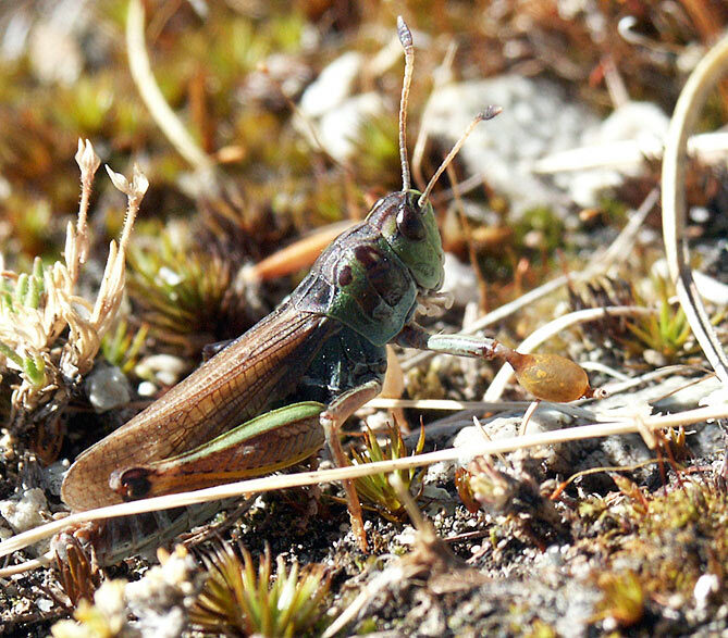 Gomphocerus (Gomphocerus) sibiricus sibiricus (Linnaeus, 1767): 2003. male (Switzerland, Val d'Anniviers). (Otu).