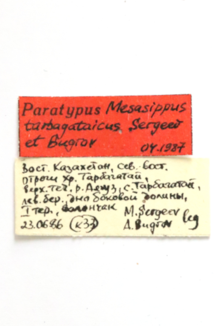 CollectionObject 1589245; b555b11f-6907-4d02-8ea7-ad97c059d407: labels (paratype). (CollectionObject).