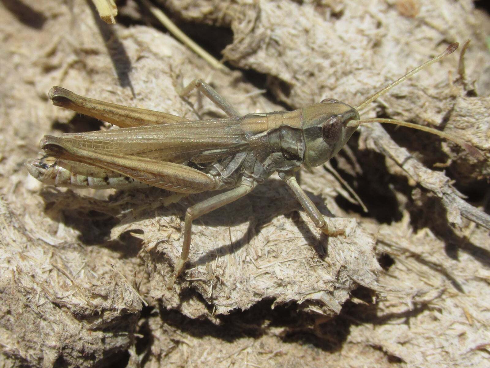 Aeropedellus clavatus (Thomas, 1873): male (King Canyon Road, about 5.5 miles south of Chadron, Nebraska, 7 July 2020). (Otu).
