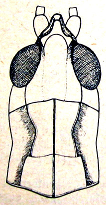 Aeropedellus volgensis (Predtechenskii, 1928): head and pronotum, dorsal view (probably male, pronotum length 2.5-2.9 mm). (Otu).