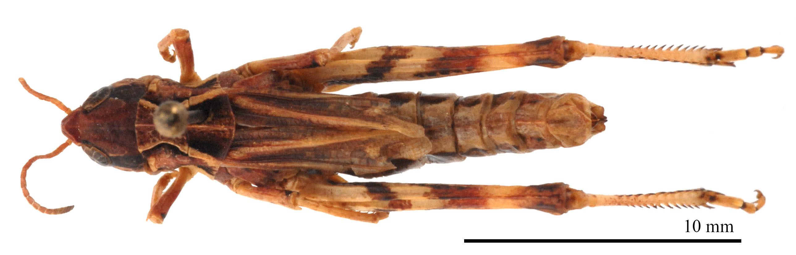 CollectionObject 1578313; d53adf59-3754-4d89-bc07-9aa58daf28ca: female, dorsal view (holotype of Omocestus hingstoni mongolicus Steinmann, 1967). (CollectionObject).