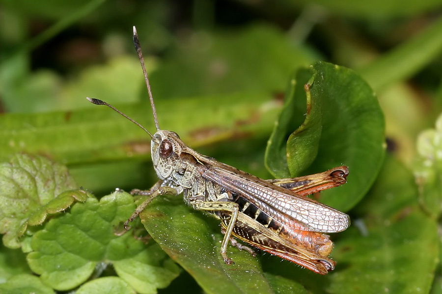 Gomphocerippus rufus (Linnaeus, 1758): male (Switzerland, St. Gallen, Toggenburg, 2005). (Otu).