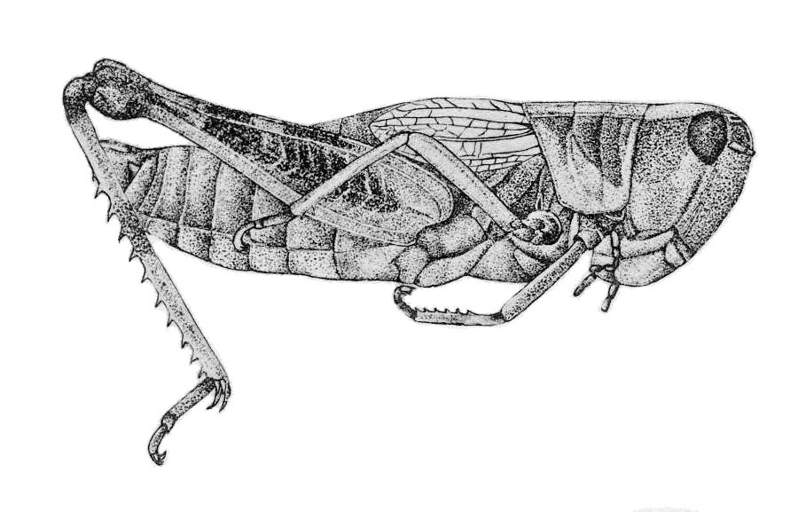 Bruneria shastana (Scudder, 1880): Pl. V, Fig. 26. male, lateral view. (Otu).