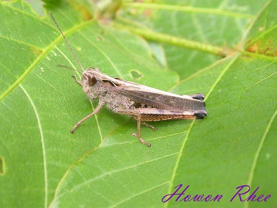 Megaulacobothrus aethalinus aethalinus (Zubovski, 1899): female (South Korea). (Otu).