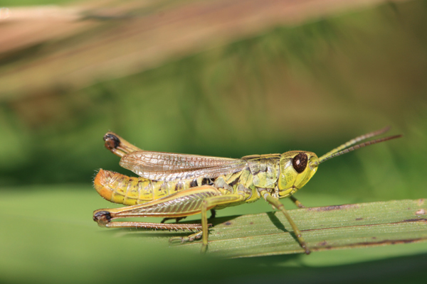 Pseudochorthippus parallelus parallelus (Zetterstedt, 1821): male (Germany, Middle Franconia, Dolomitkuppelalb, Engental). (Otu).