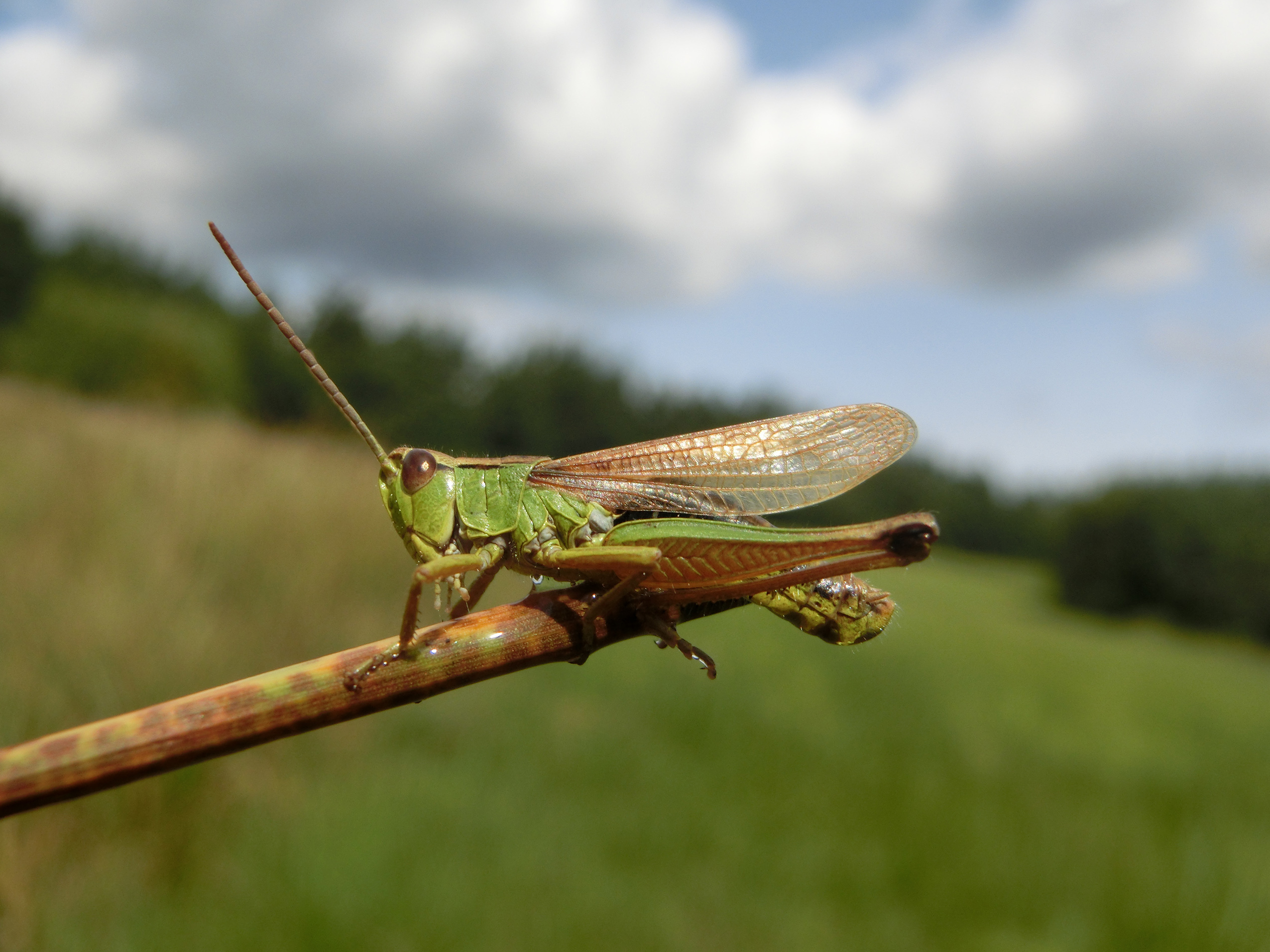 Pseudochorthippus montanus (Charpentier, 1825): male (Germany, Bavaria, Püttlachtal, humid meadow with Juncus and Succisa, August 2017). (Otu).