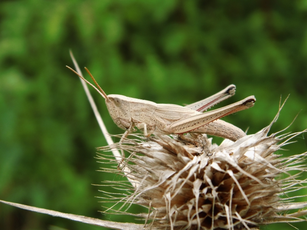 CollectionObject 1578308; 317e5a6f-b0dd-439f-a622-ad298e02cc8f: female. (CollectionObject).