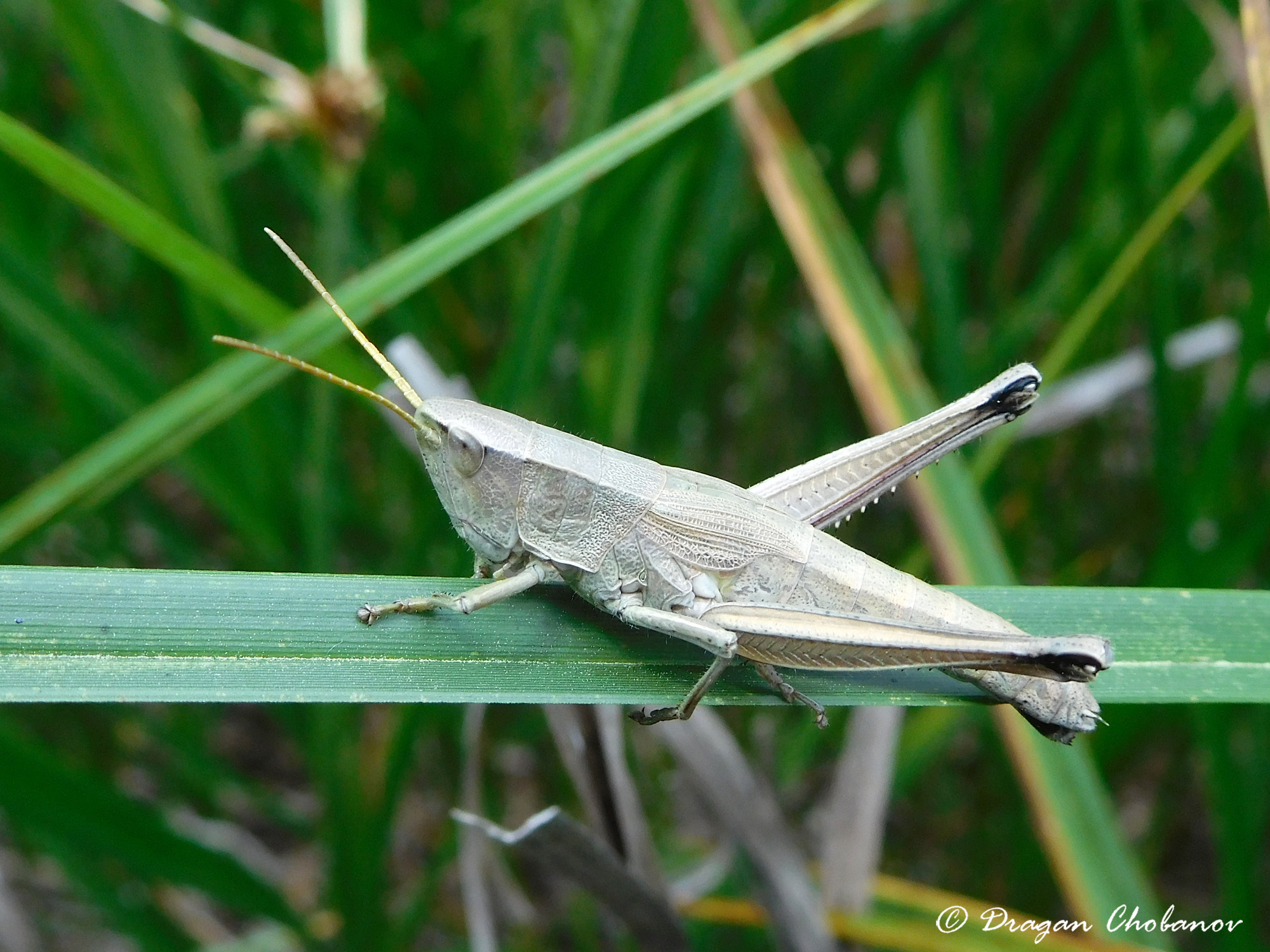 CollectionObject 1591193; ee1f6e57-7632-4679-8106-73192ac93e57: BG: S Black Sea coast, near Kraymorie, female. (CollectionObject).