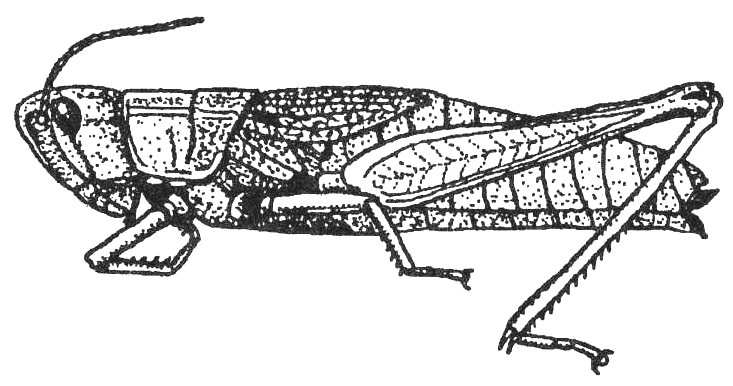 Chrysochraon dispar major Uvarov, 1925: Fig. 613 (reproduced with permission). female, lateral view (body length 27.5-38 mm). (Otu).