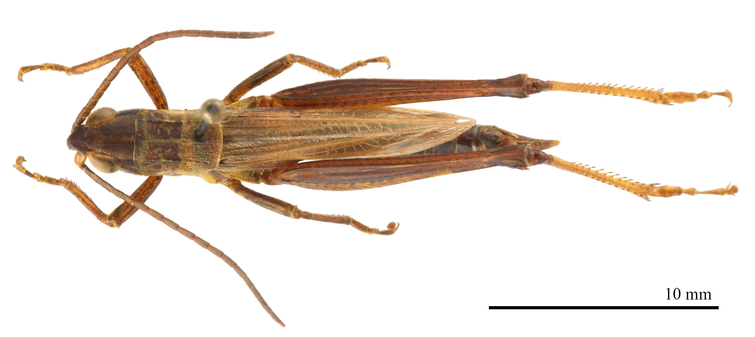 CollectionObject 1499036; a2c03697-85e5-40ae-b4b0-53ba43aed907: male, dorsal view (holotype). (CollectionObject).