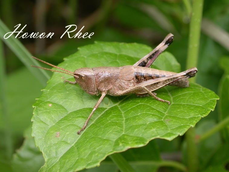 Podismopsis genicularibus (Shiraki, 1910): female (South Korea). (Otu).