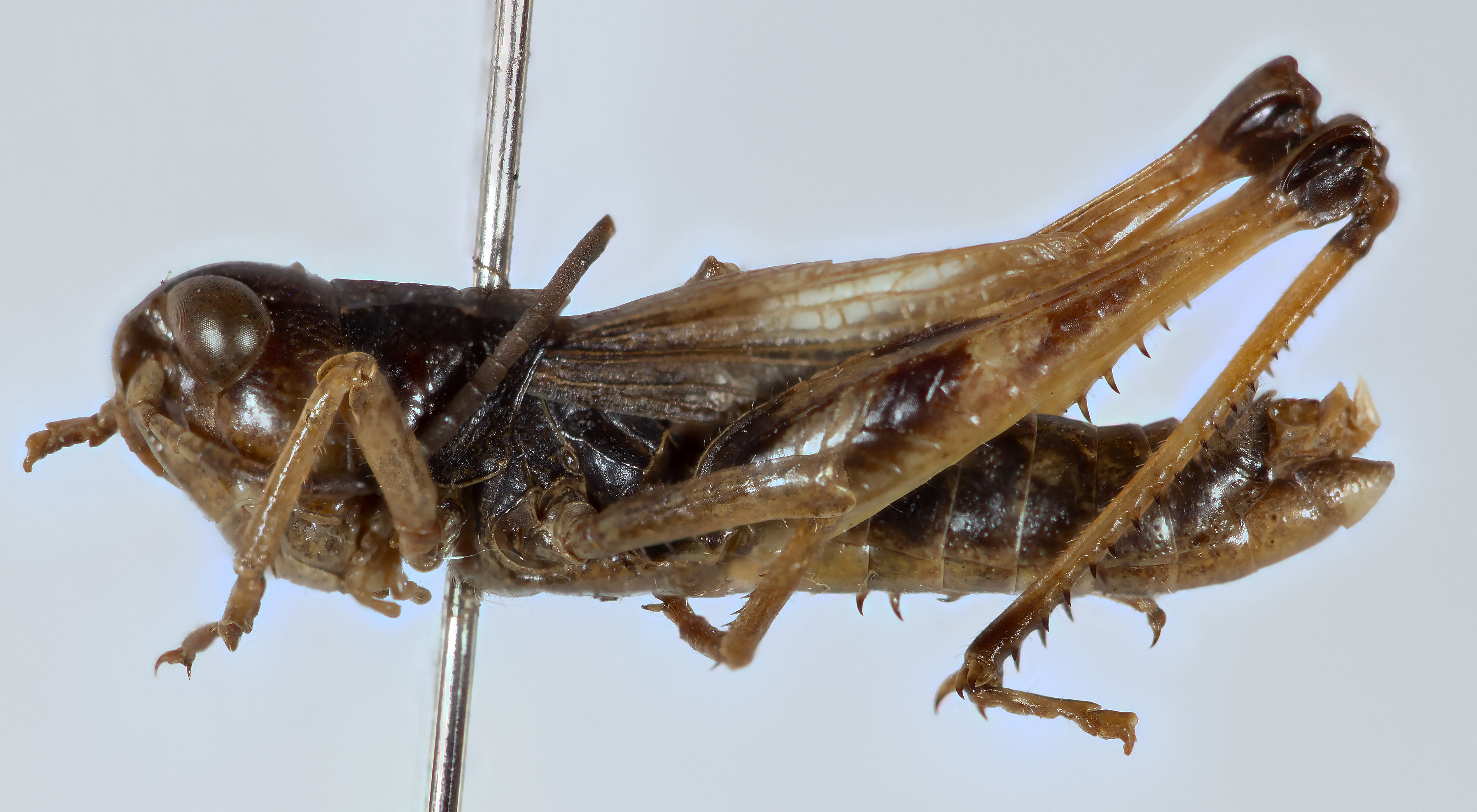 CollectionObject 1527198; 501e6c7f-21b7-46f0-94ff-ef01a617550c: male, lateral view (holotype). (CollectionObject).