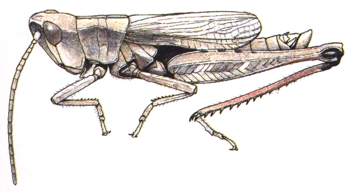Chloealtis aspasma Rehn & Hebard, 1919: male. (Otu).