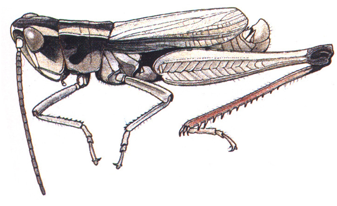 Chloealtis dianae (Gurney, Strohecker & Helfer, 1964): male habitus. (Otu).