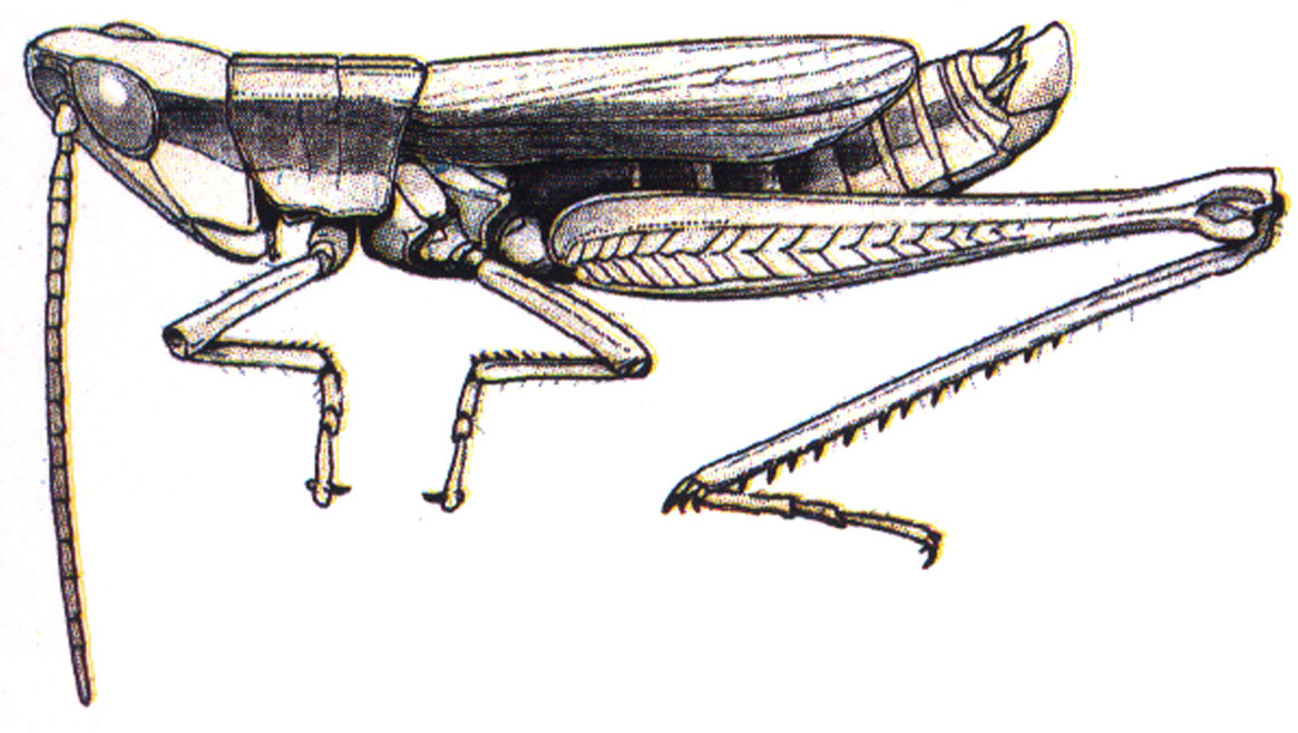 Chloealtis gracilis (McNeill, 1897): male habitus. (Otu).