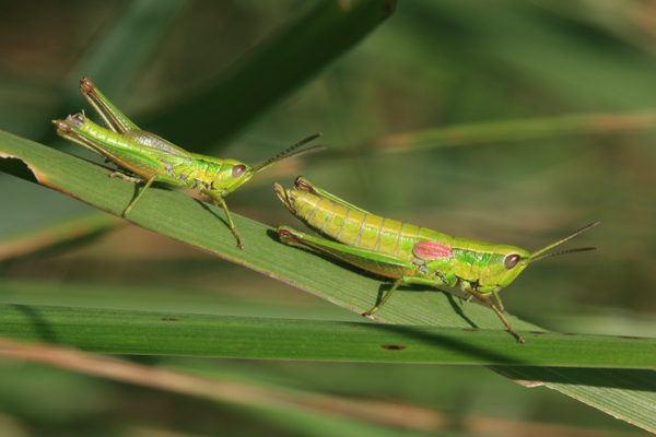 Euthystira brachyptera (Ocskay, 1826): male and female. (Otu).