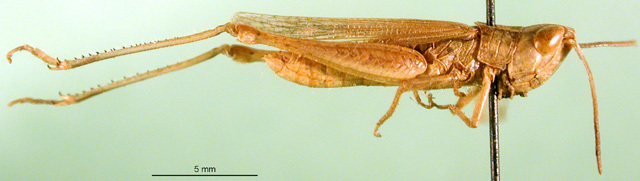 CollectionObject 1501468; 46b9f37a-9182-4ba1-bad4-c1f59cbb074f, DORSA BA000632S01: male, lateral view (holotype). (CollectionObject).