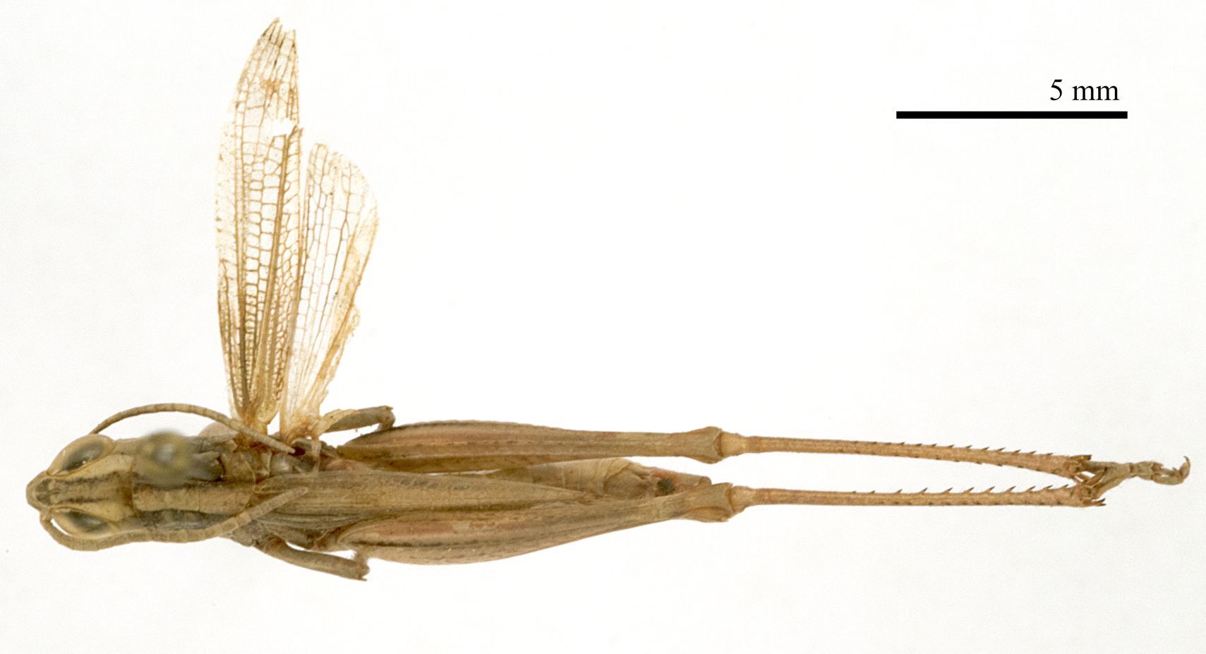 CollectionObject 1575342; 4bb9eb39-709e-4a70-826d-be80ebe74d97: male, dorsal view (paratype of Euchorthippus declivus stichai Maran, 1954). (CollectionObject).